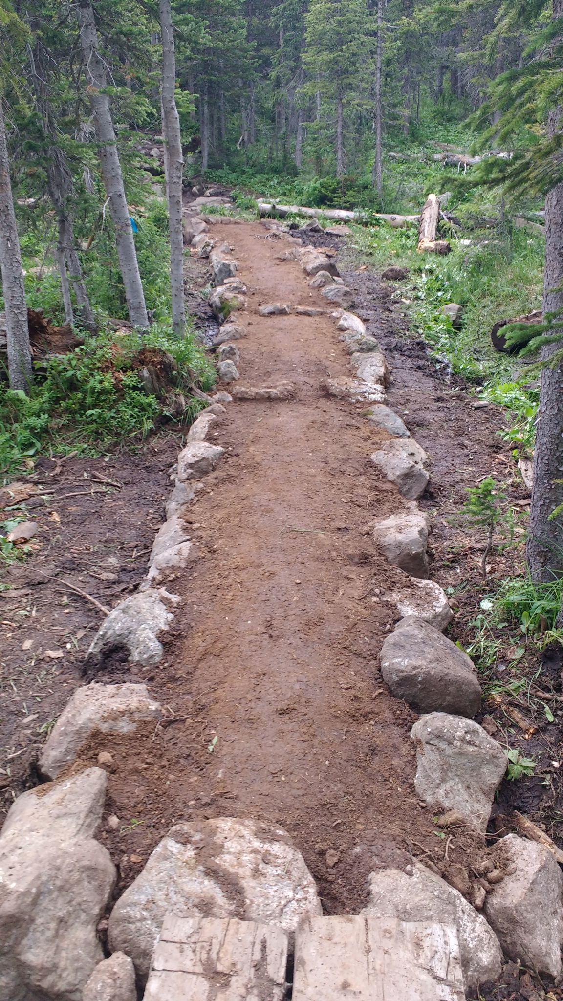 A narrow dirt trail lined with rocks meanders through a dense, green forest.