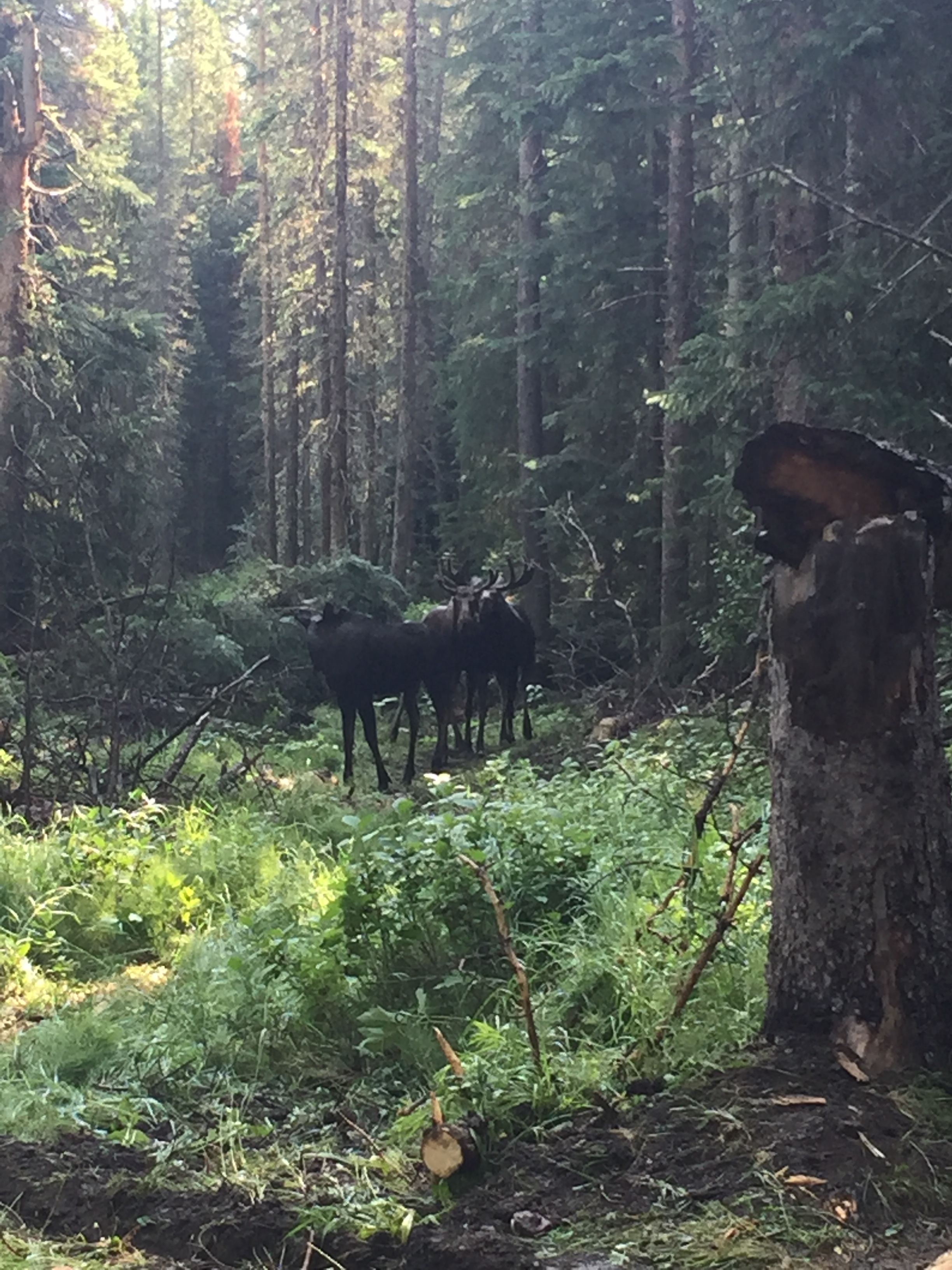 Two moose standing in a dense forest clearing, surrounded by tall trees and lush green vegetation.