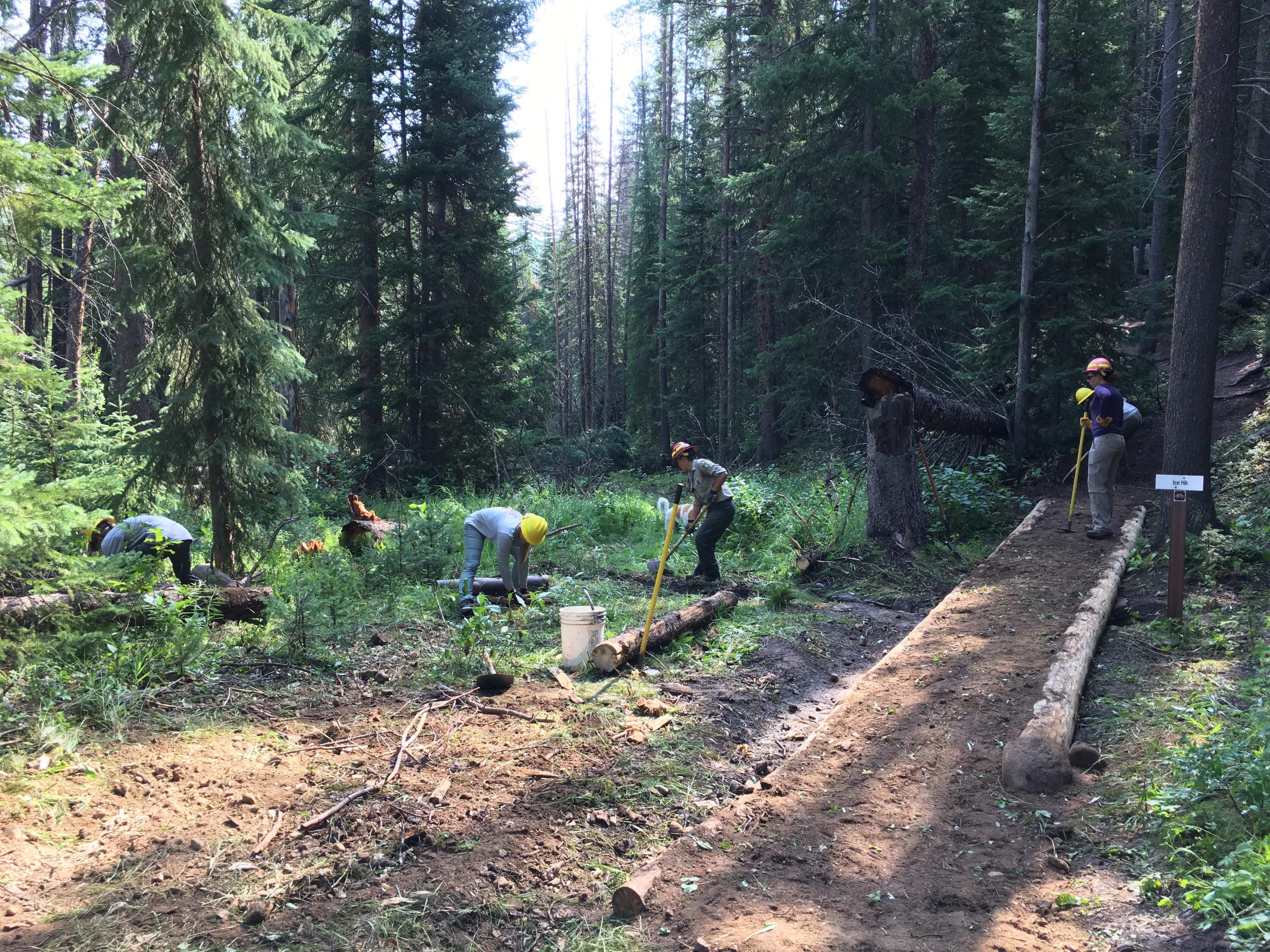 Five people working in a forest clearing fallen logs and debris, surrounded by dense green trees.