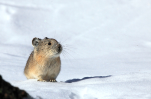A small brown animal standing in the snow.