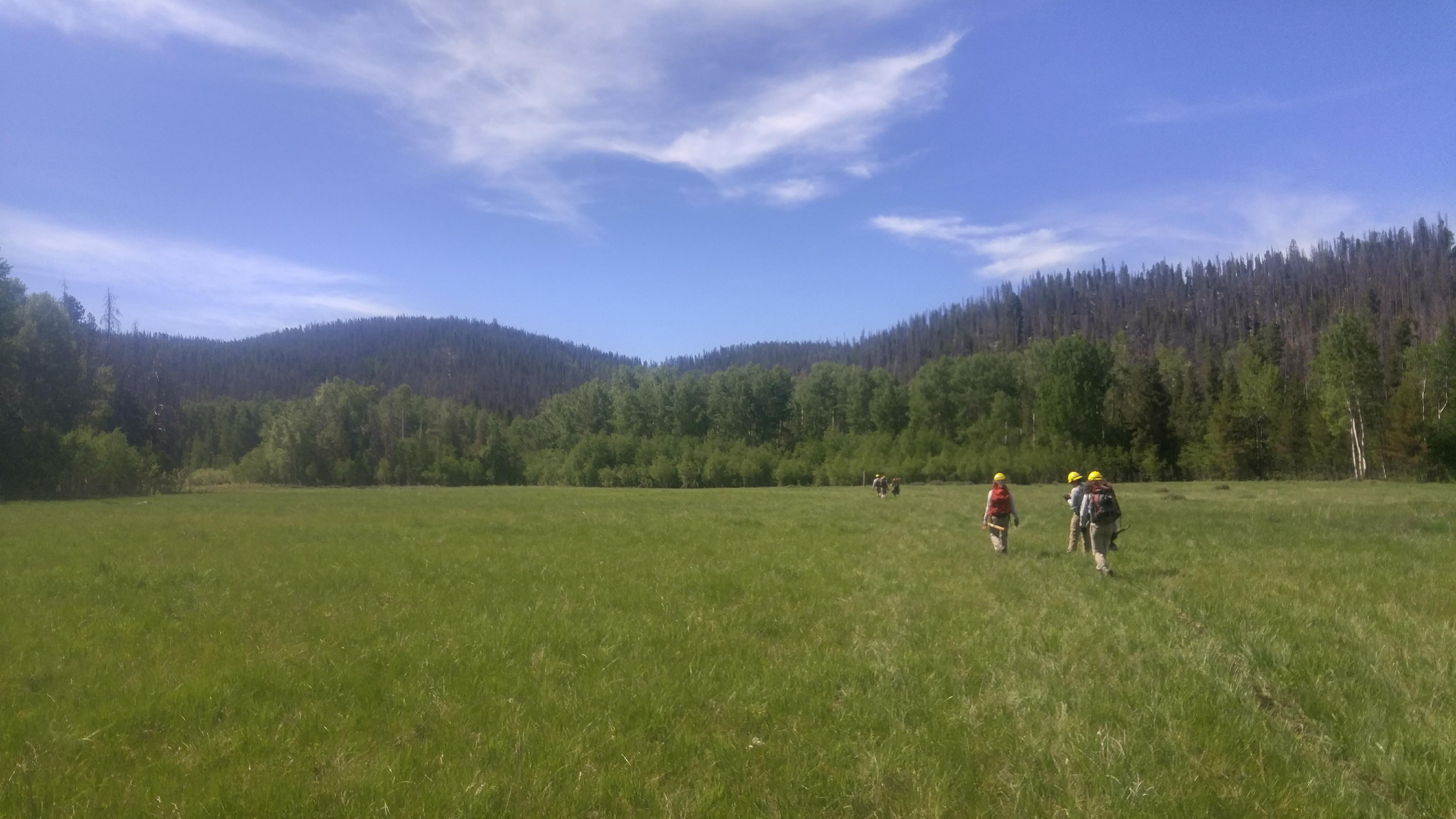 Three hikers walk through a lush green meadow with a forest and a clear blue sky in the background.