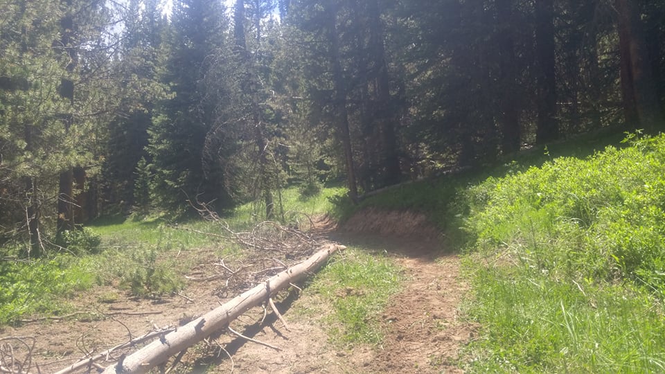 A forest trail with fallen logs and dense pine trees under bright sunlight.