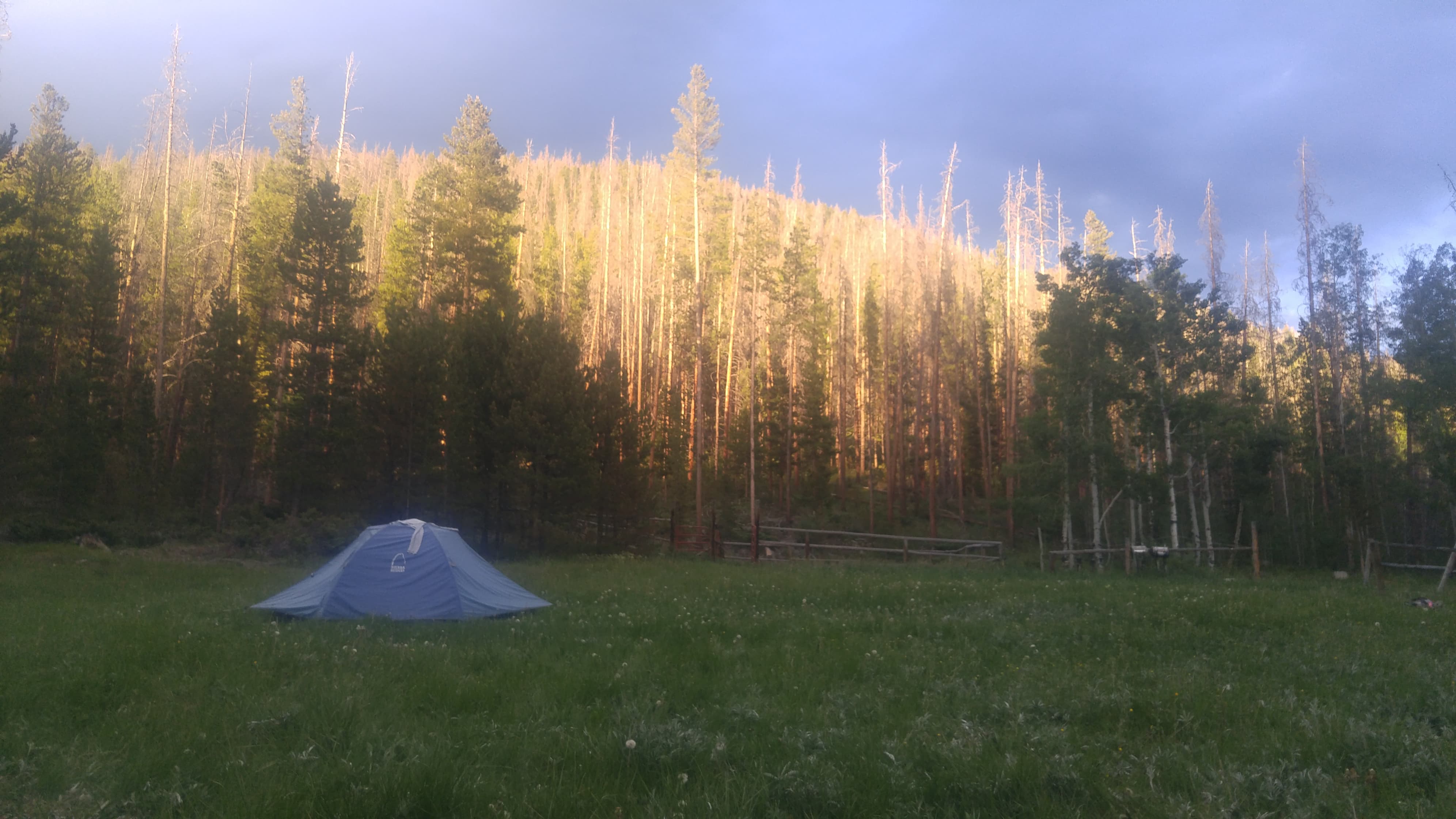 A blue tent in a grassy meadow at dusk with pine trees in the background