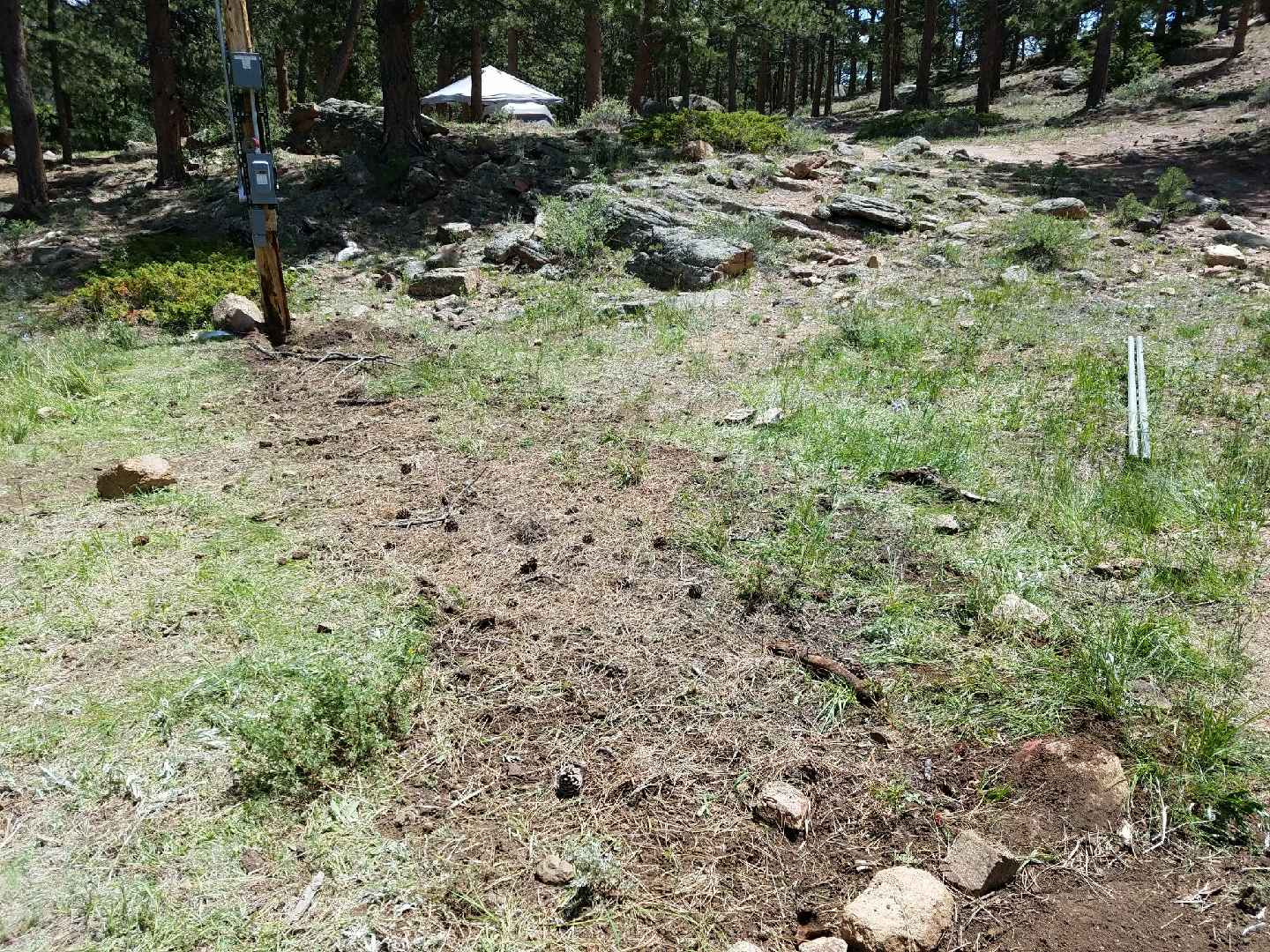 A forested area with exposed earth and sparse grass