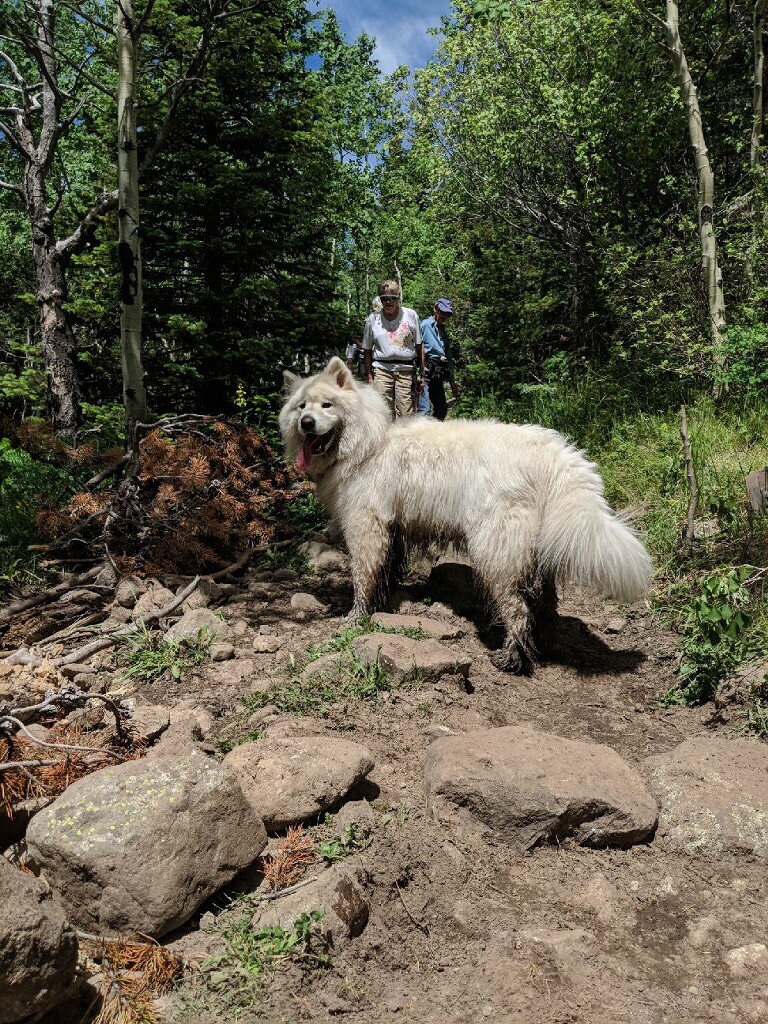 A large white dog standing on a rocky trail