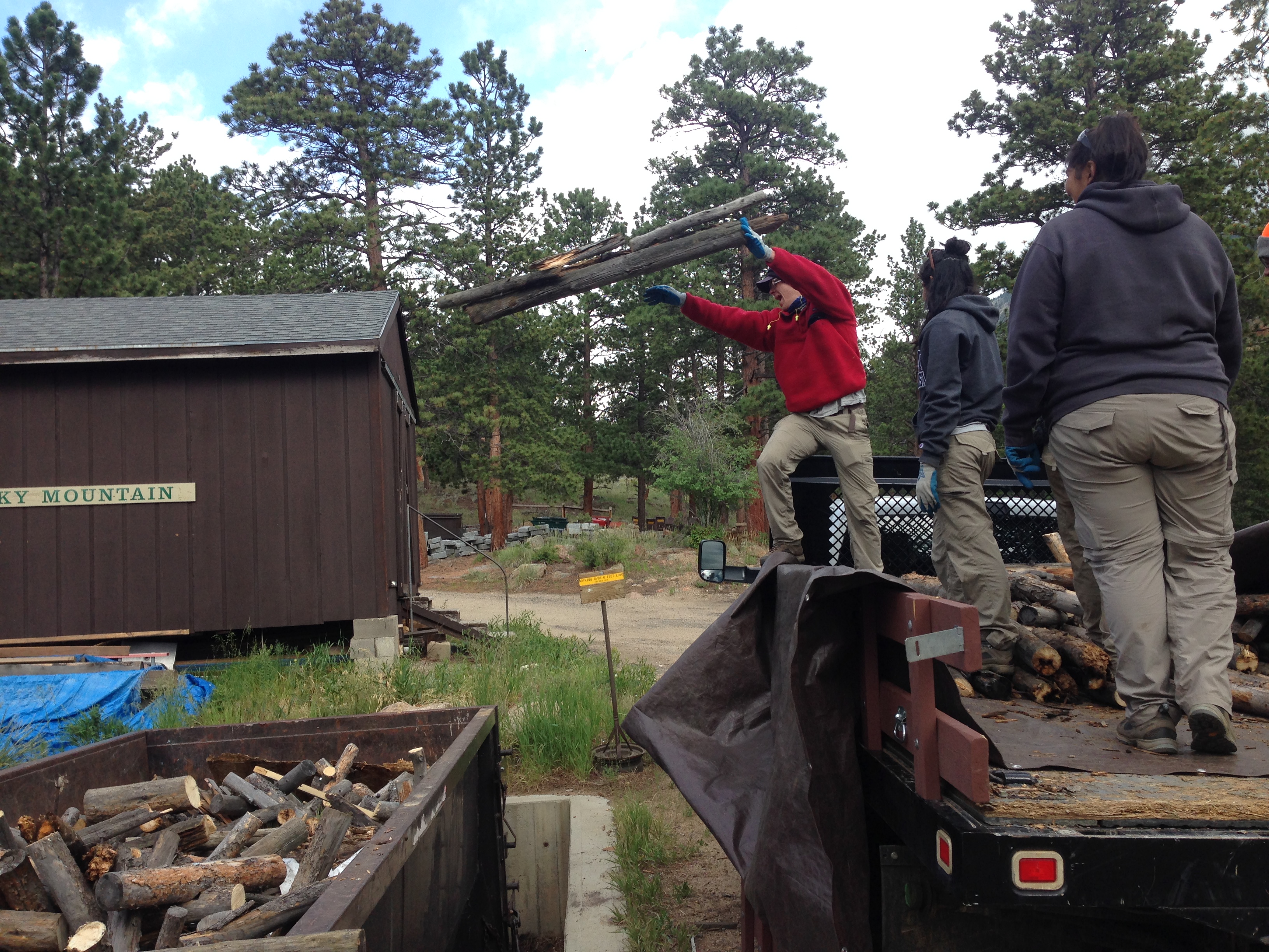 Three people collecting firewood near a wooded area