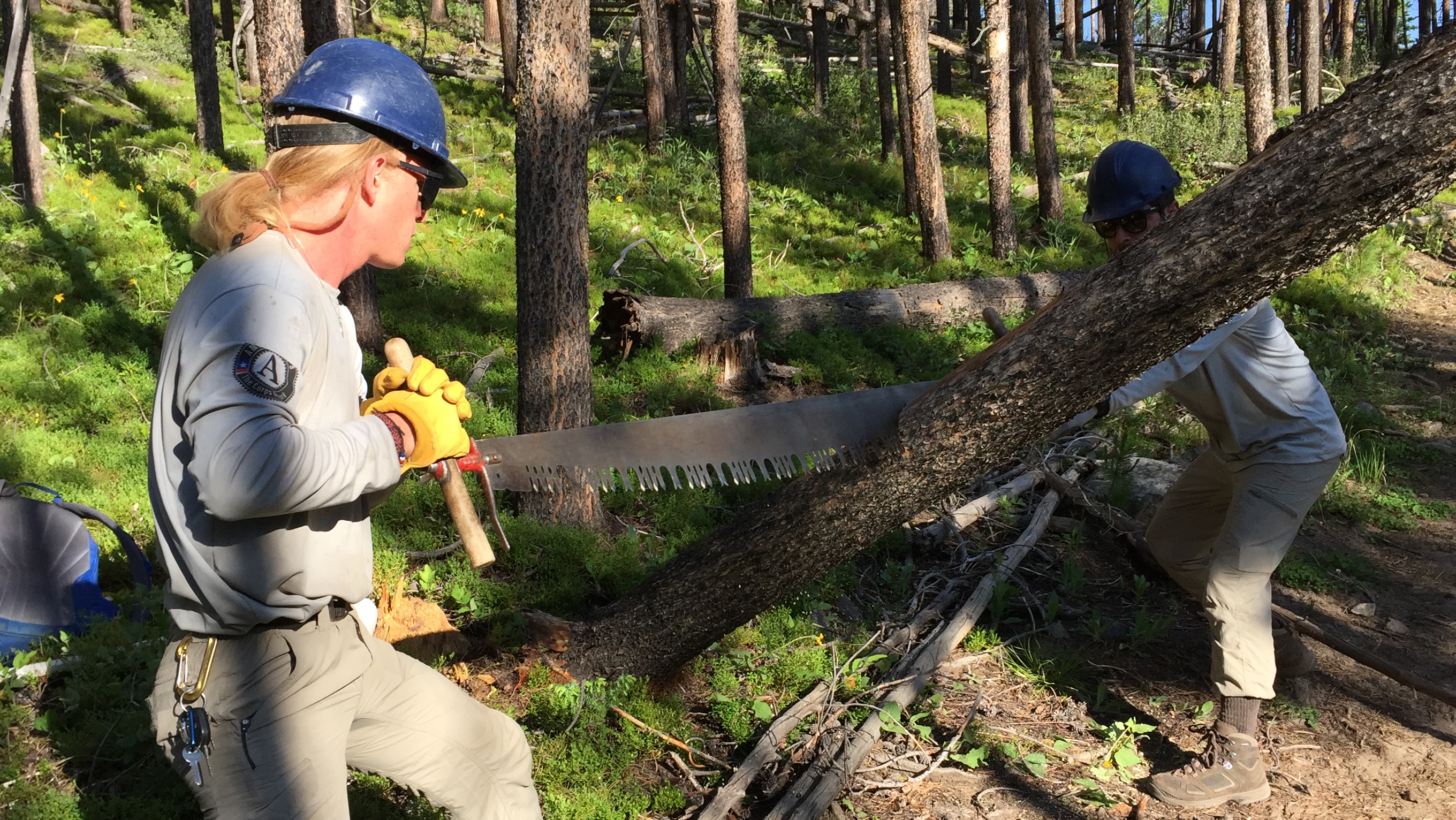 Two forest workers in helmets use a large crosscut saw to cut a fallen tree in a wooded area.