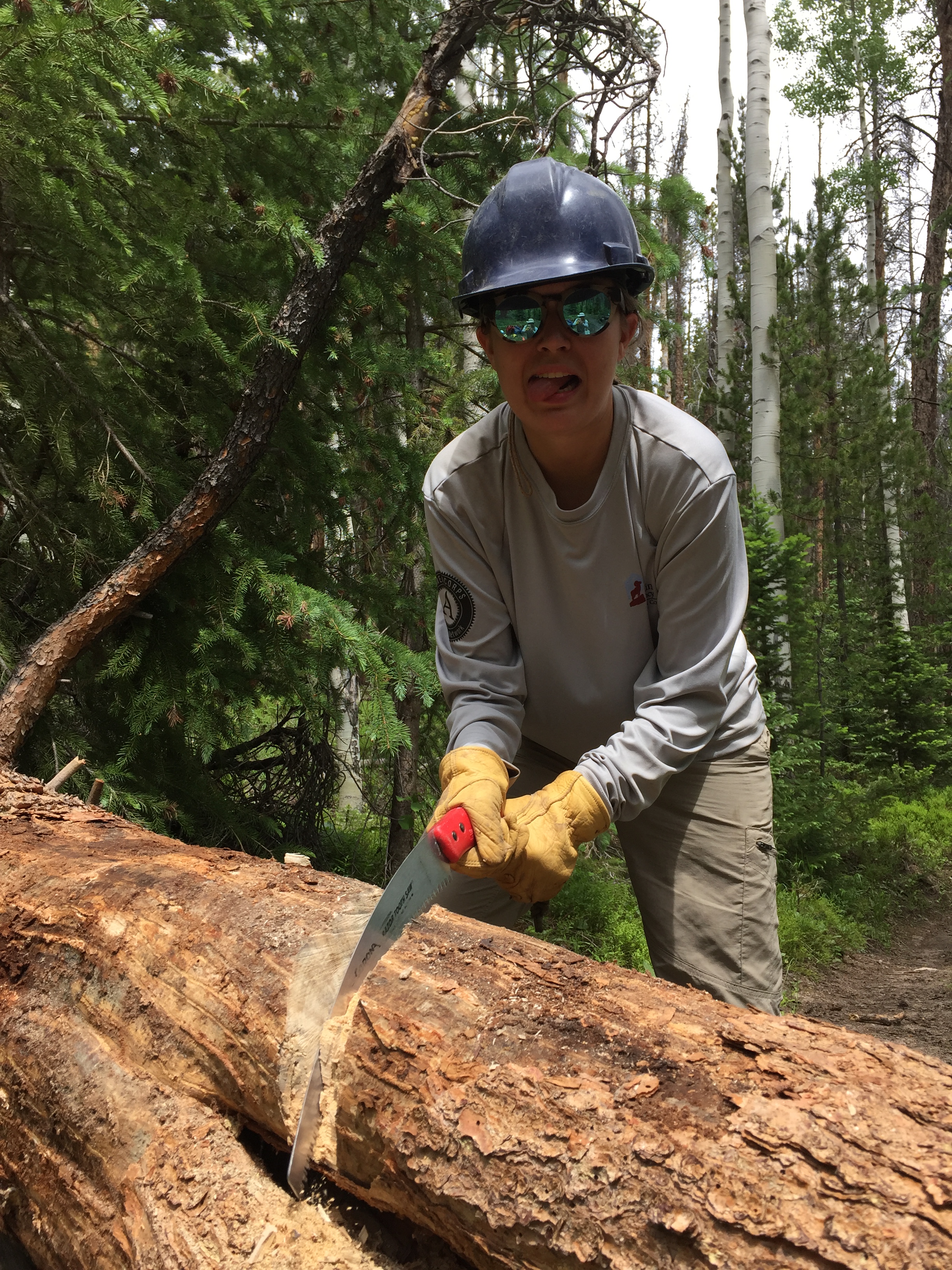 A person sawing a large log in a forest