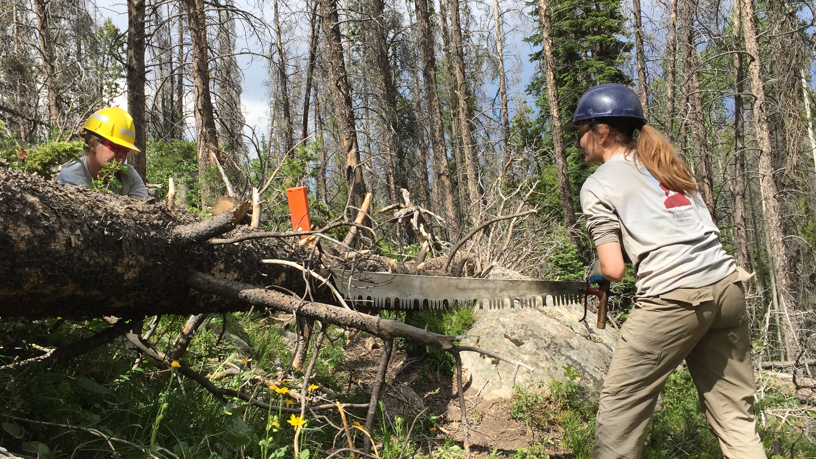 Two people in helmets using a crosscut saw to cut through a fallen tree in a wooded area.