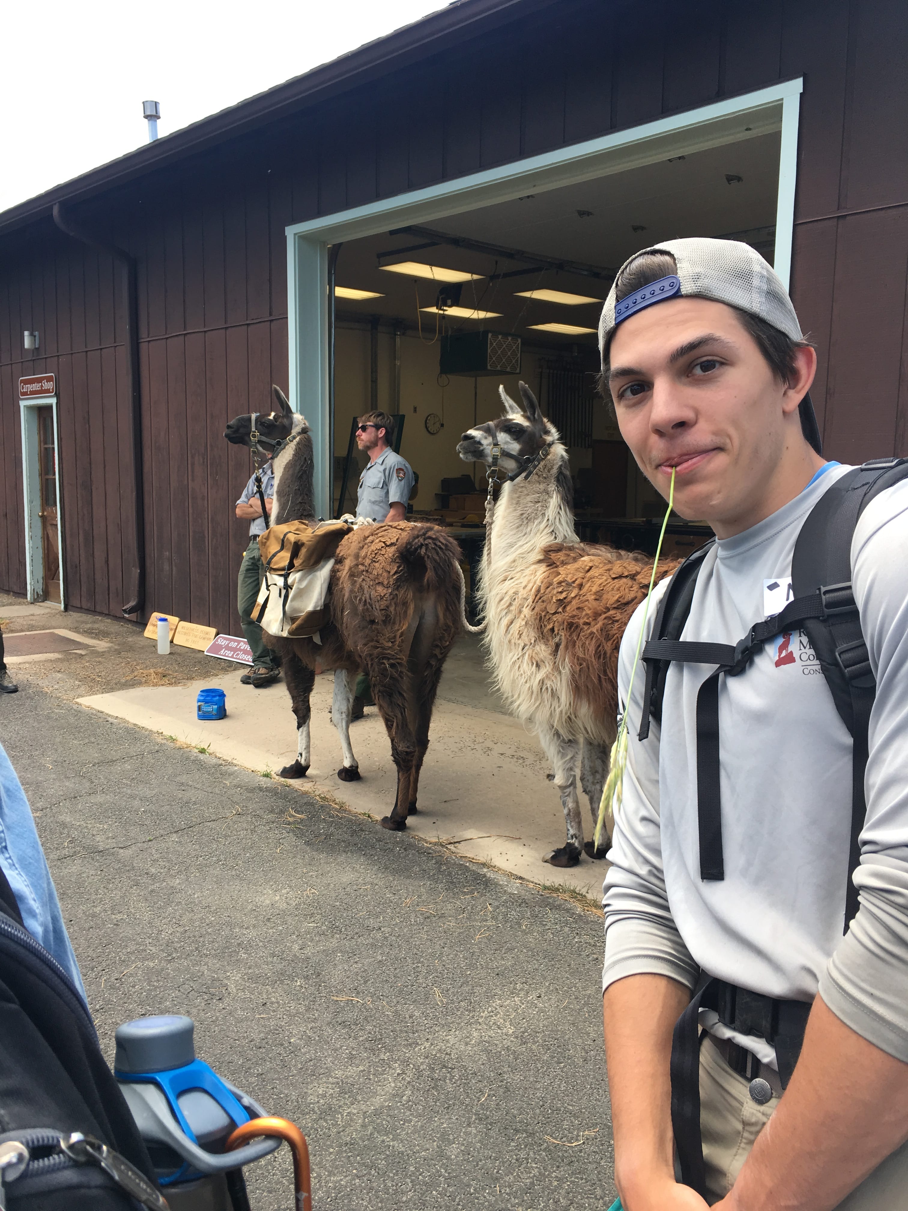 Young man in a cap smiling at the camera with two llamas in the background