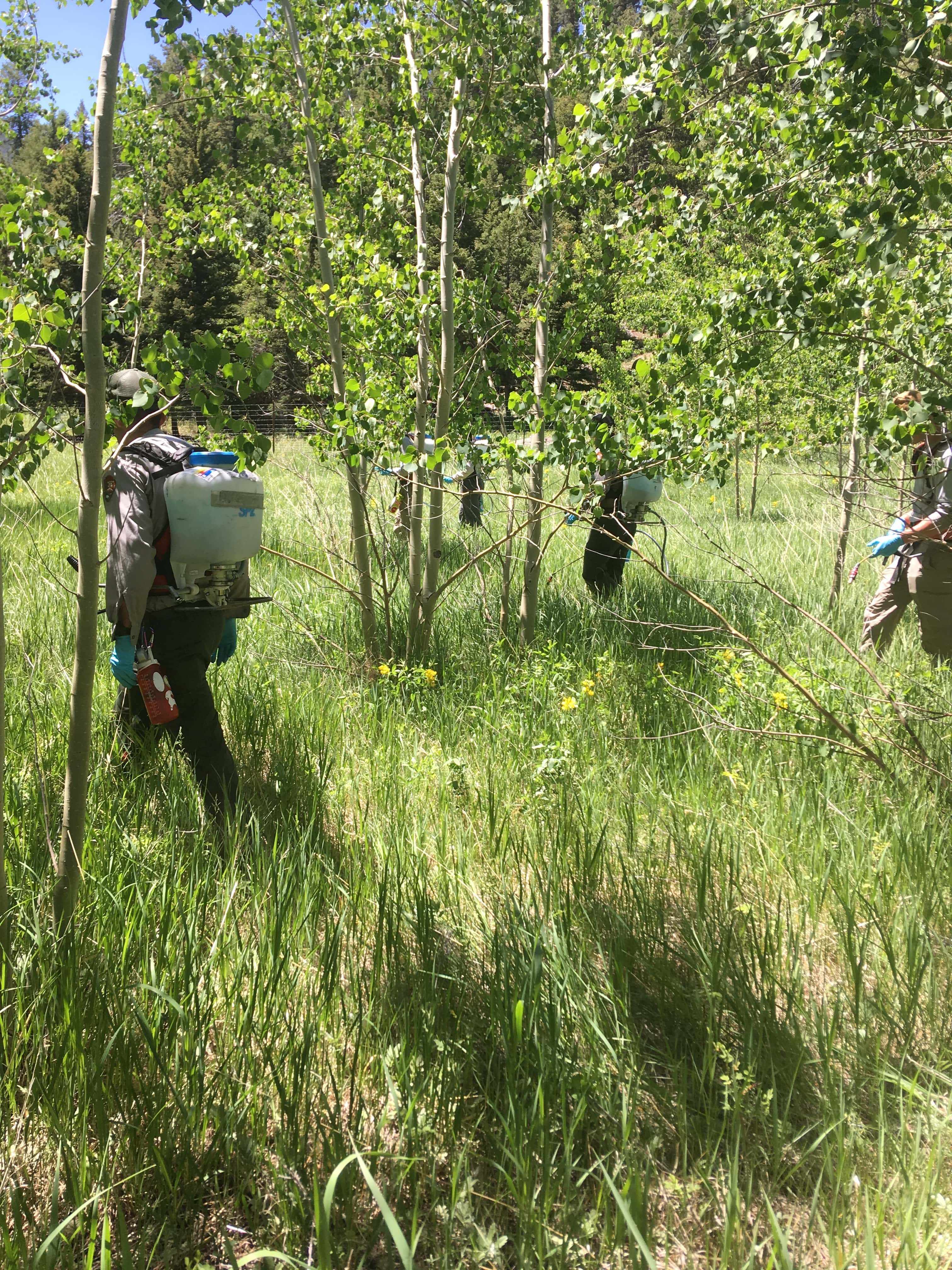 Three people conducting fieldwork in a forest, wearing backpacks and equipment