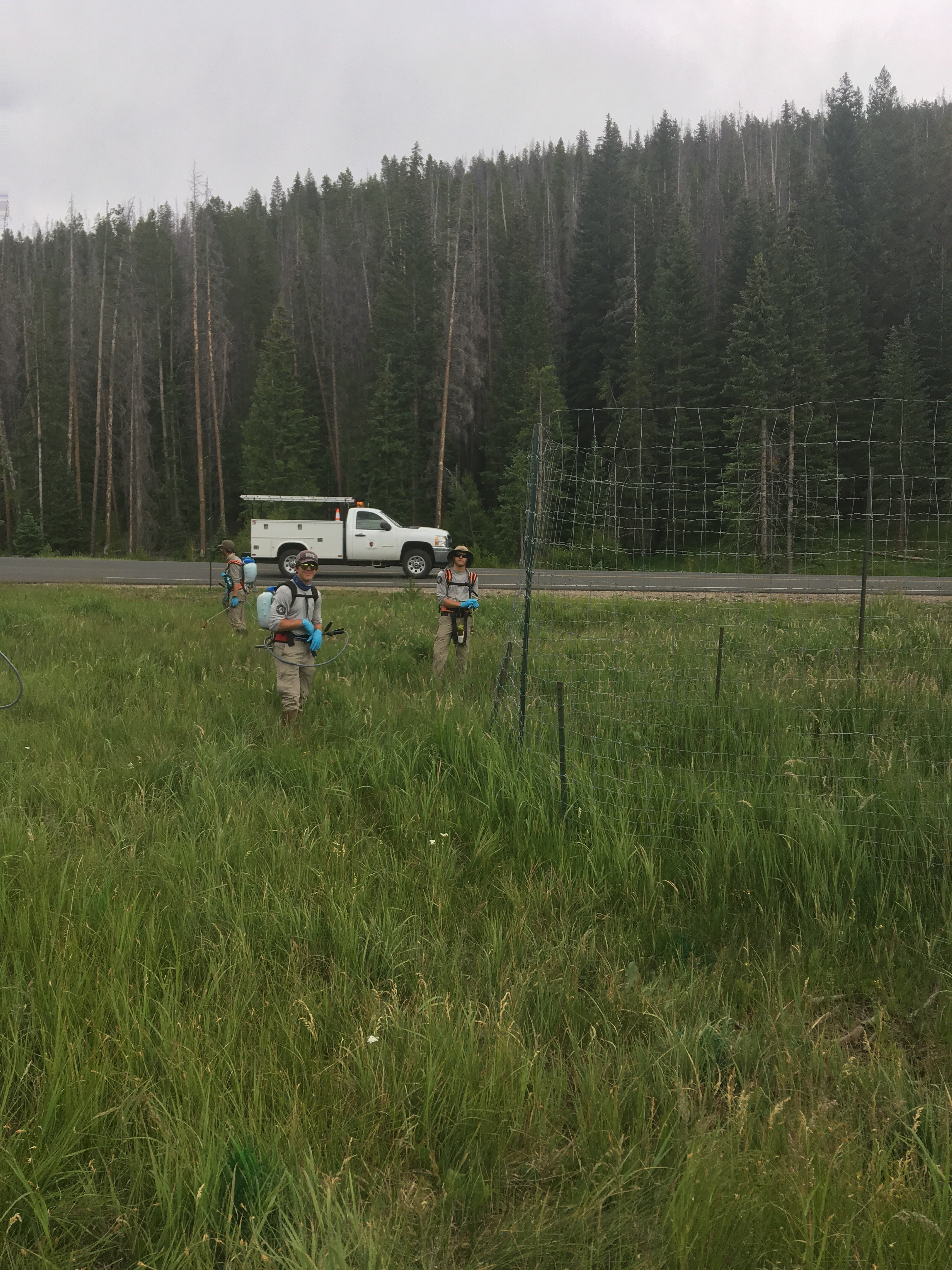 Two people with backpacks walking on grass near a forest