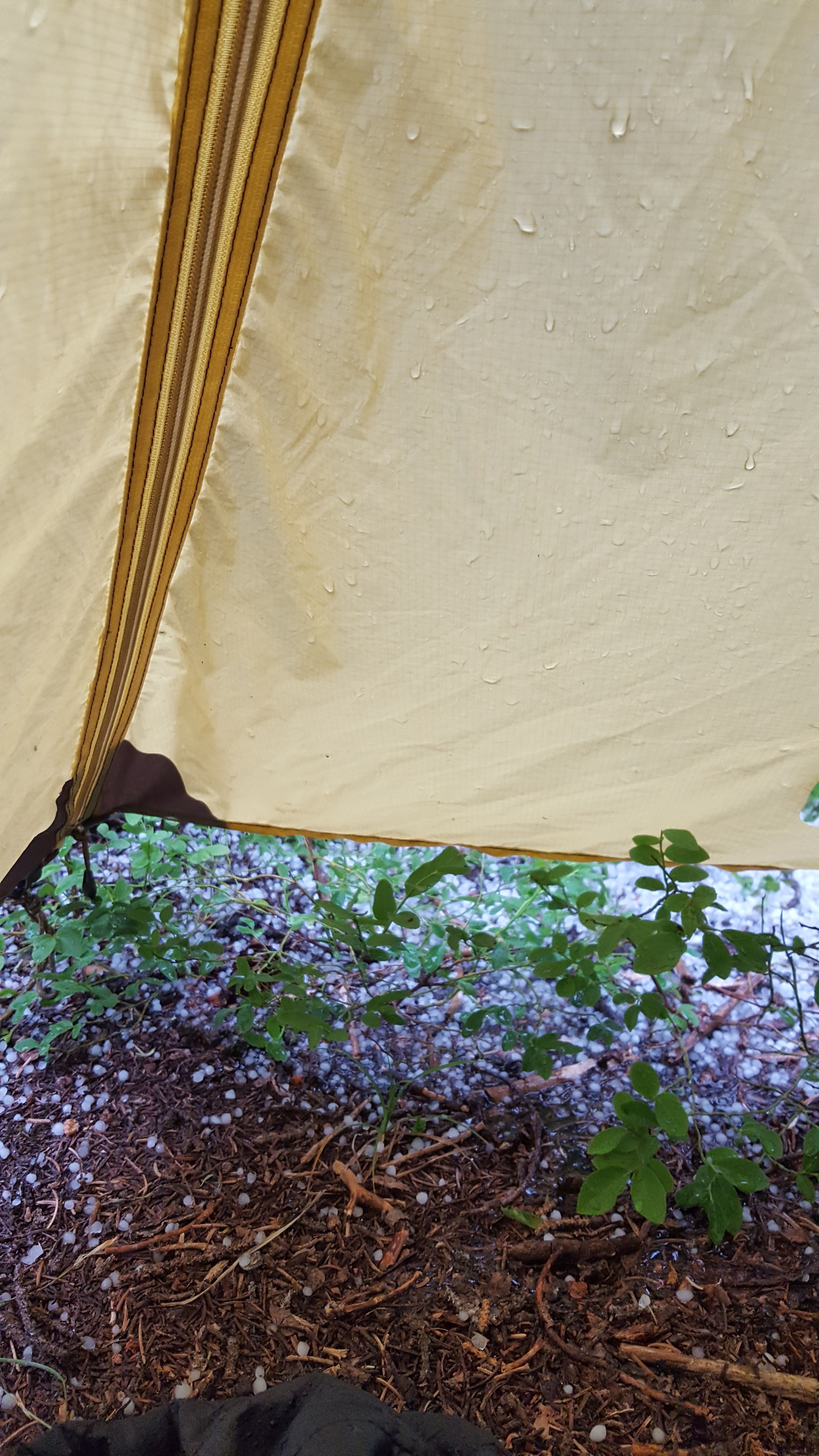 Water droplets on a yellow tarp, tied between trees over a forest floor with leaves and branches.