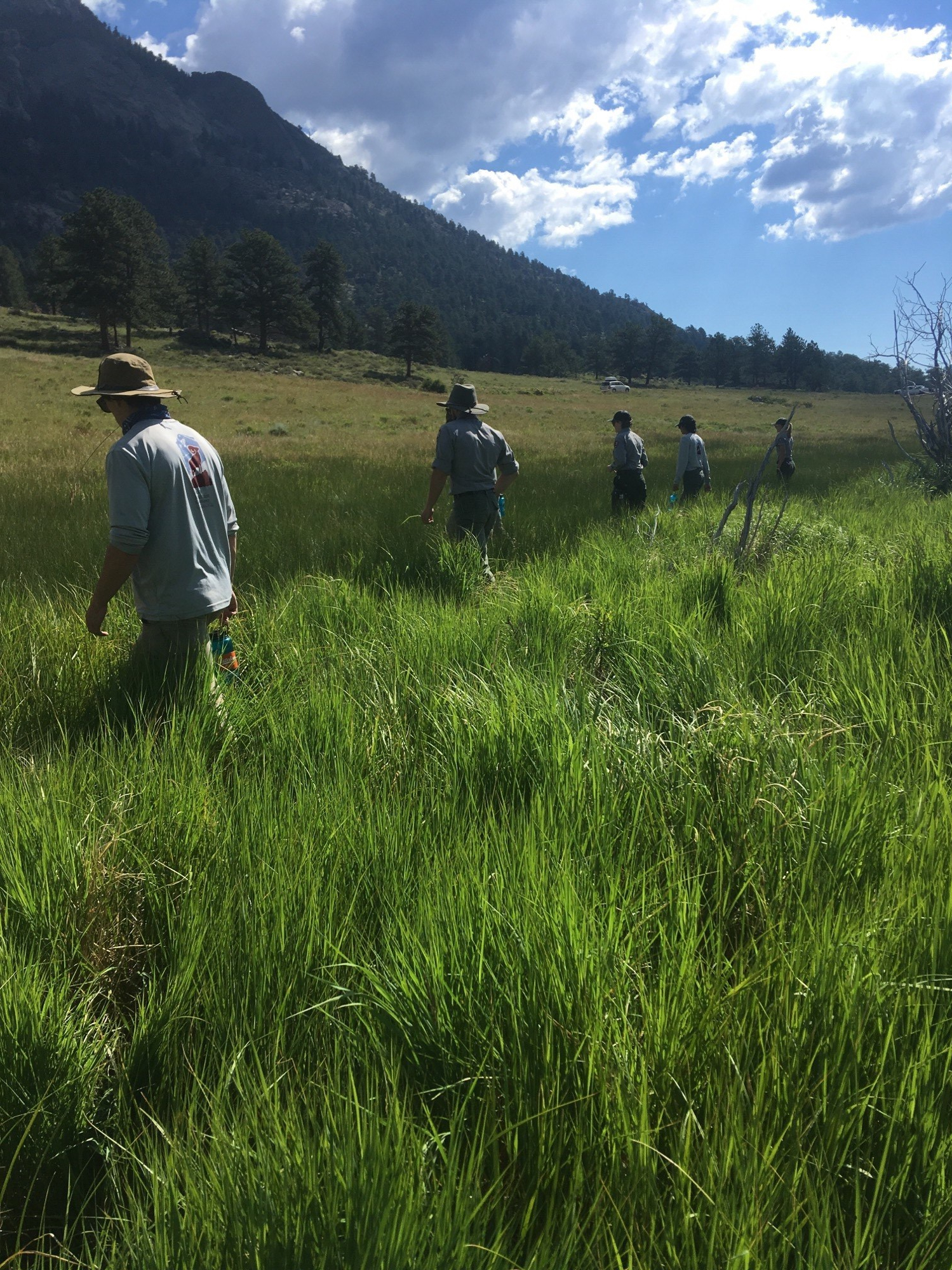 Group of hikers walking through a lush green meadow with tall grass