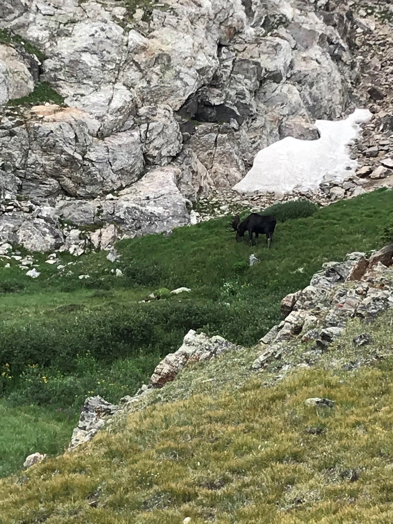 A moose grazing on grass near a rocky outcrop