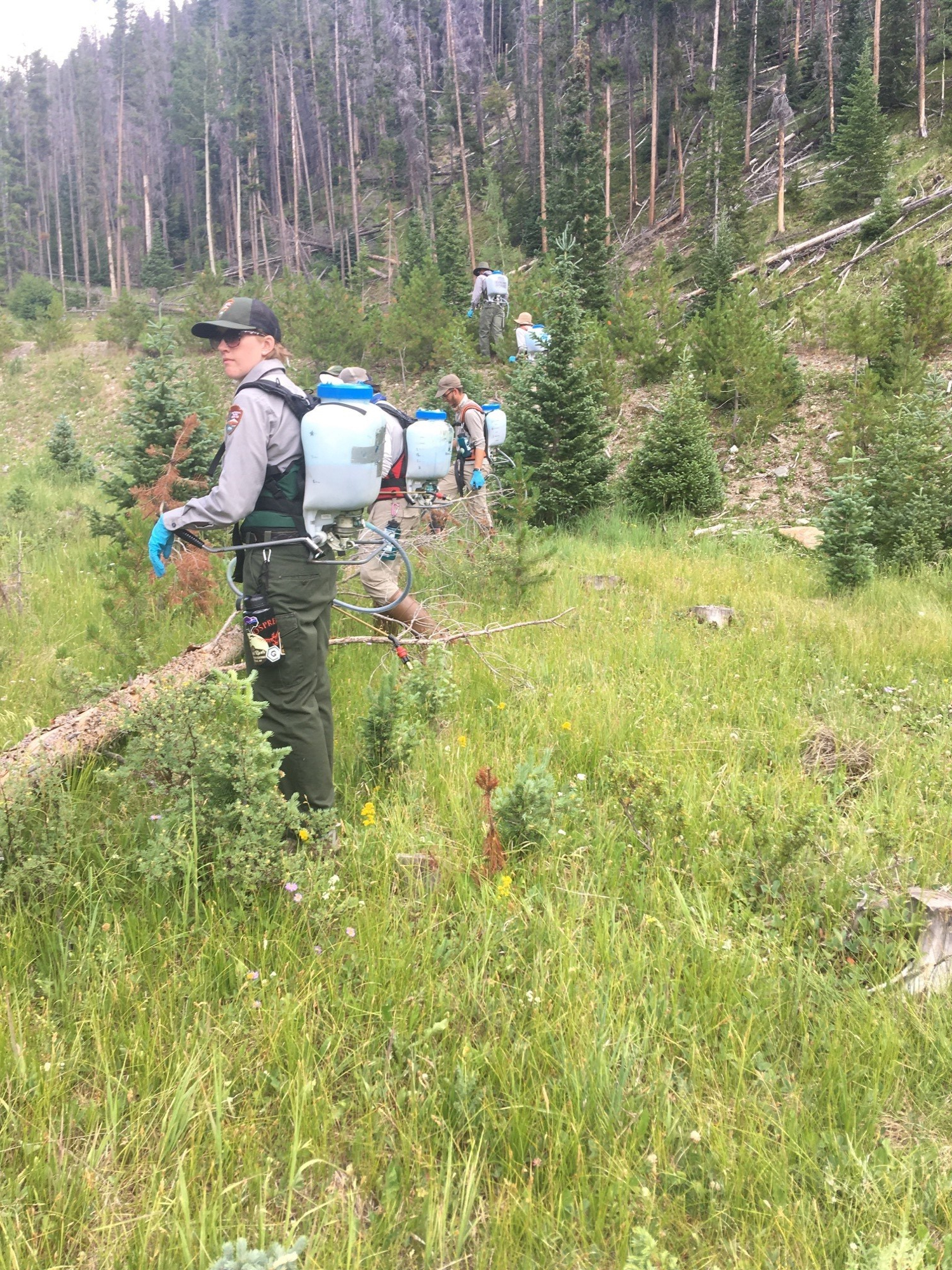 A group of people with backpack sprayers walking through a forested area