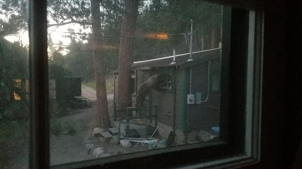 A bear viewing through a window of a small building in the forest