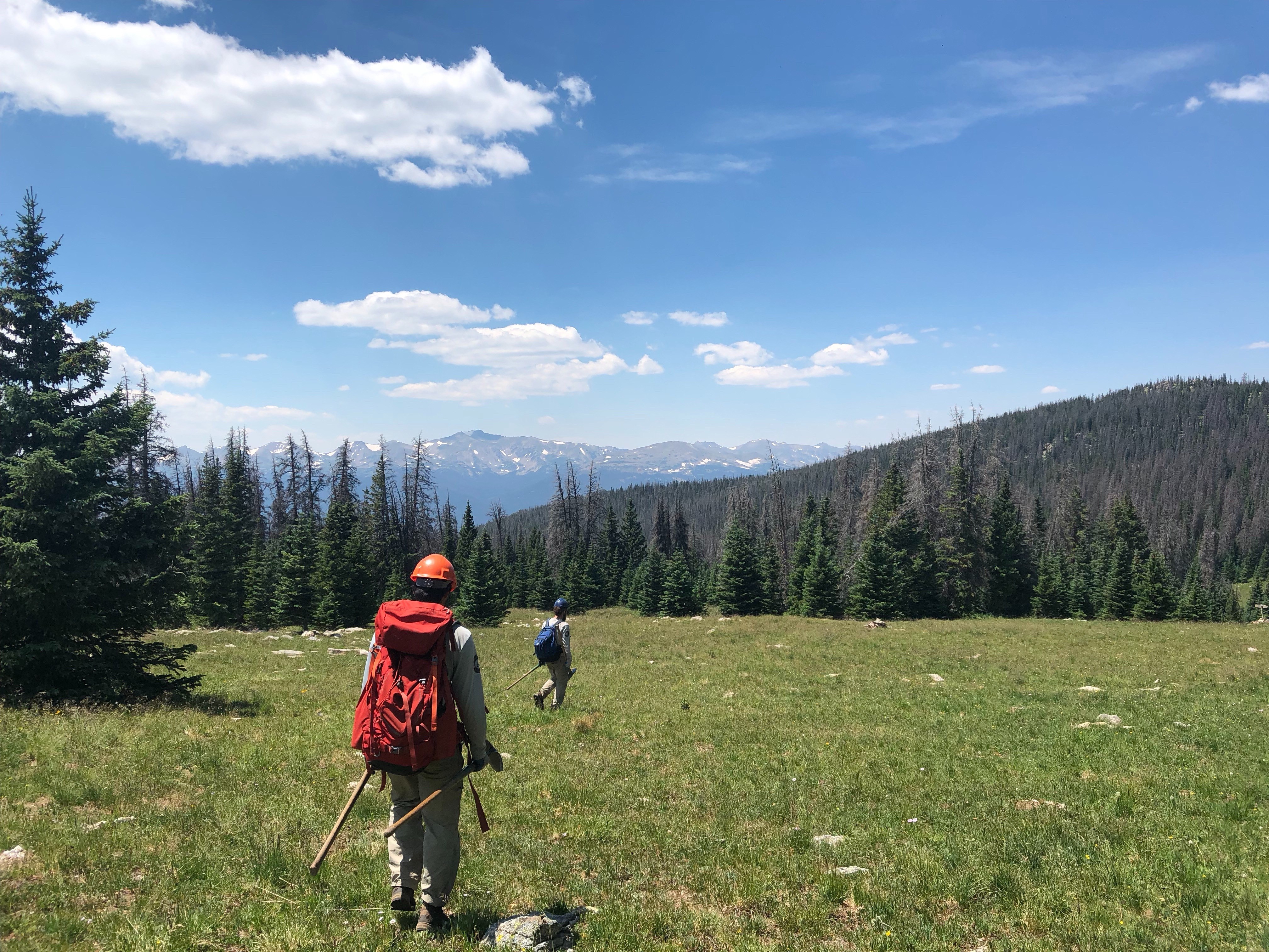 Two hikers with backpacks walking through a mountain meadow