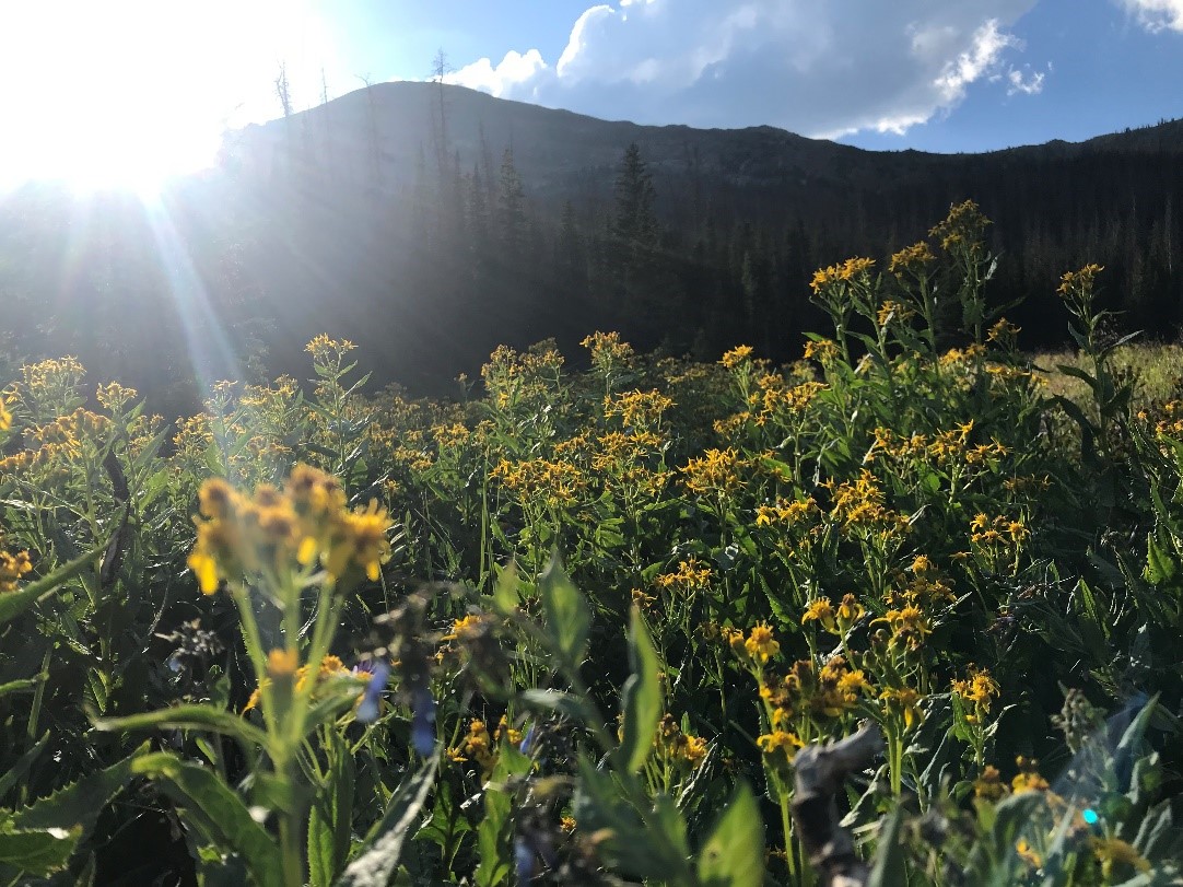 Sunlight shining over a mountainous landscape with vibrant yellow wildflowers