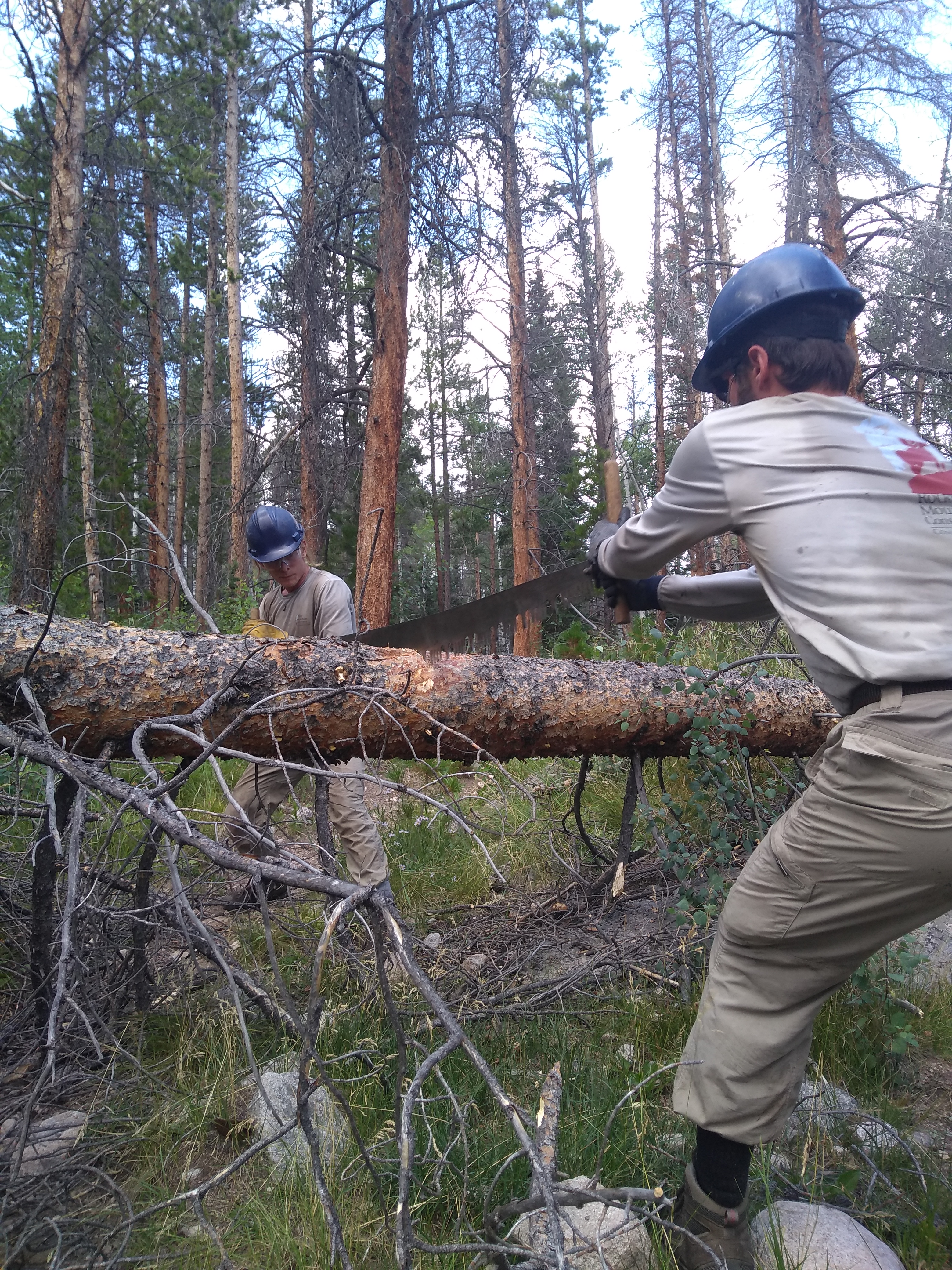 Two forest workers use a crosscut saw to cut a fallen tree