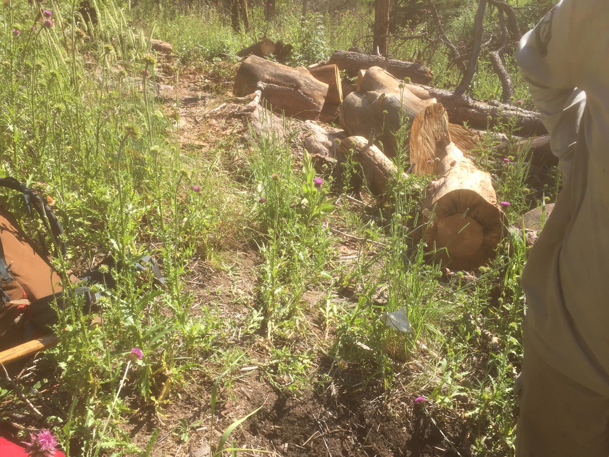 A wooded area with scattered logs, wildflowers, and greenery on a sunny day; partial view of a person's arm on the right side.