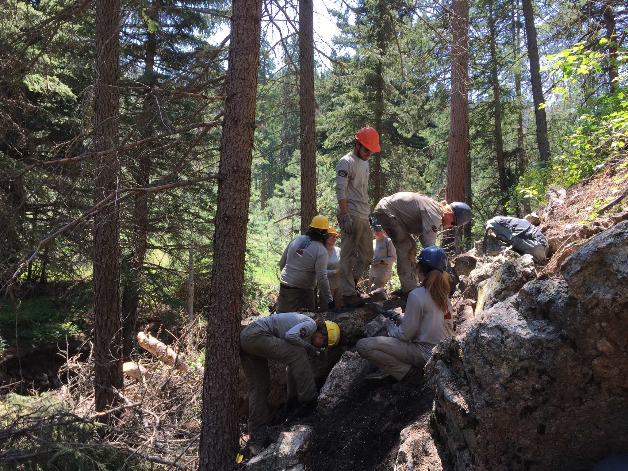 A group of forestry workers in safety gear clearing fallen trees in a dense forest.