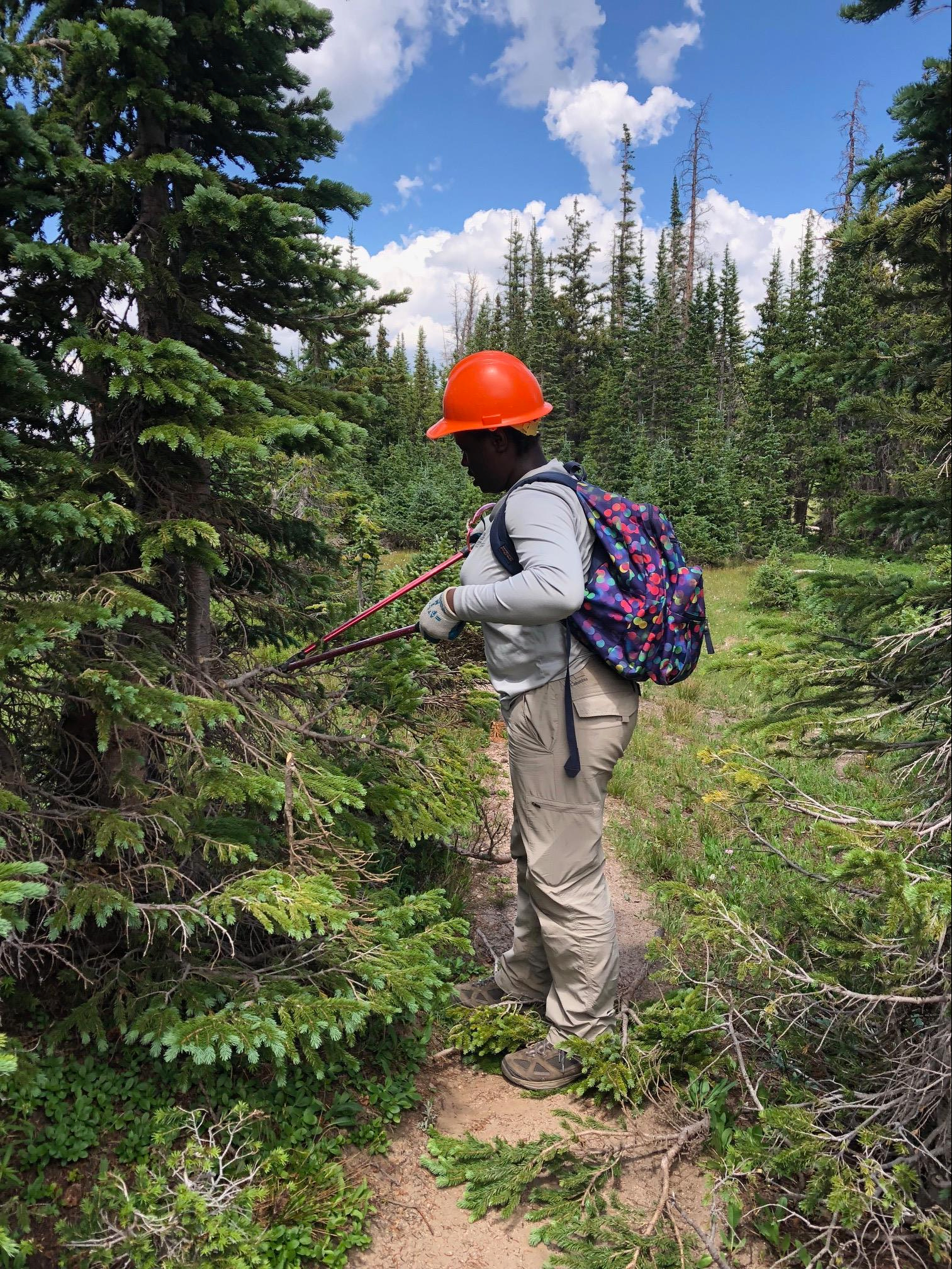 A person cutting branches from a tree