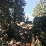 A trail through a forest with rocks and trees.