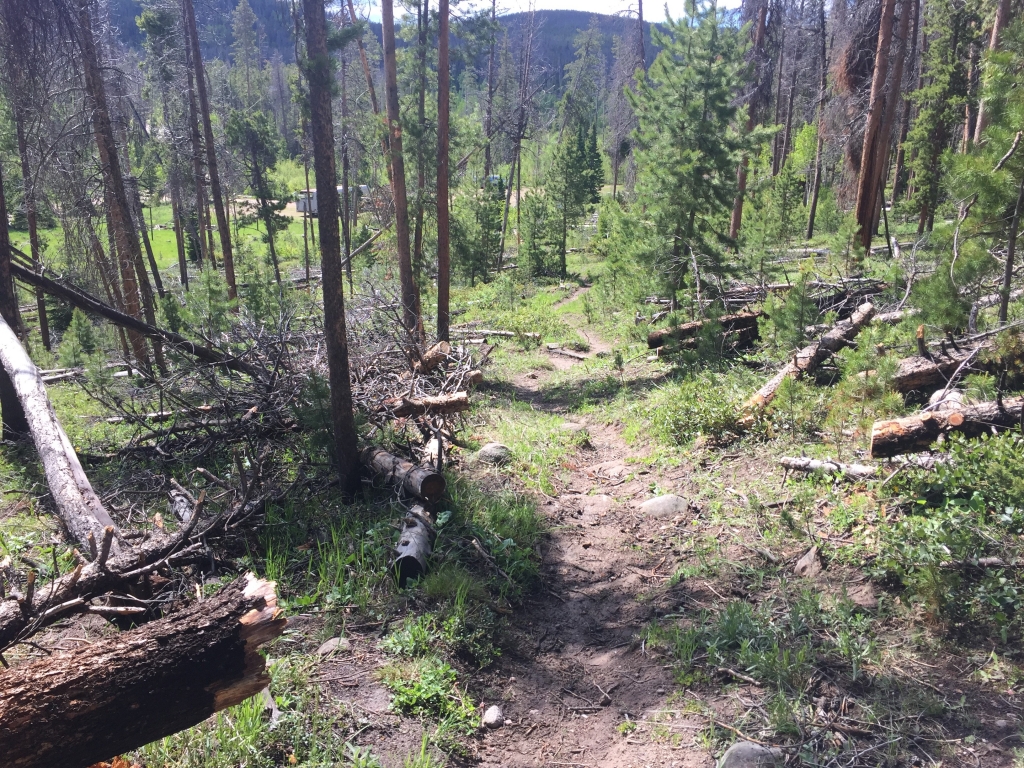 A trail through a forest with fallen trees.