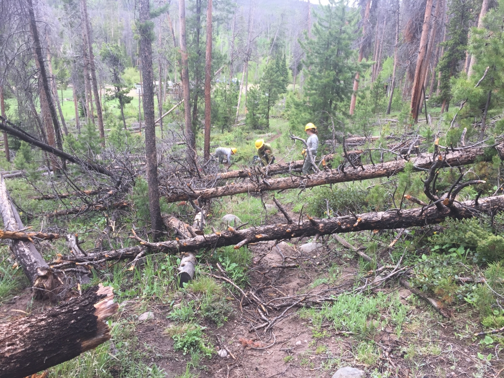 A group of people working on a fallen tree in the woods.