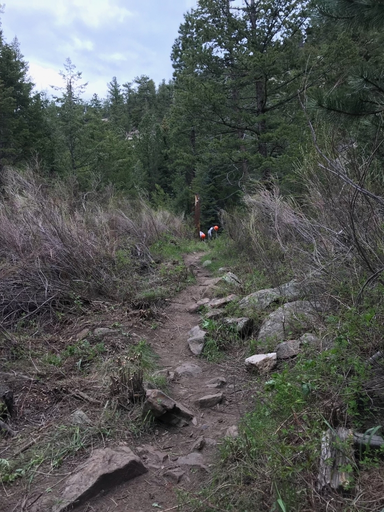 A trail in the woods with rocks and trees.