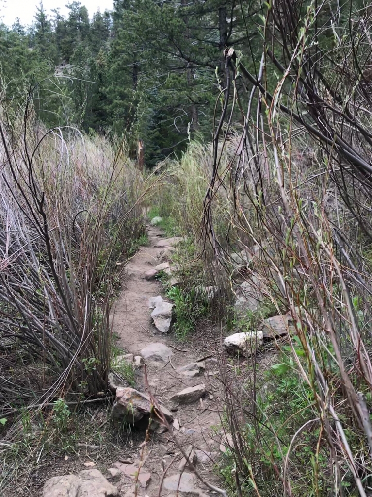 A rocky trail in the middle of a grassy area.