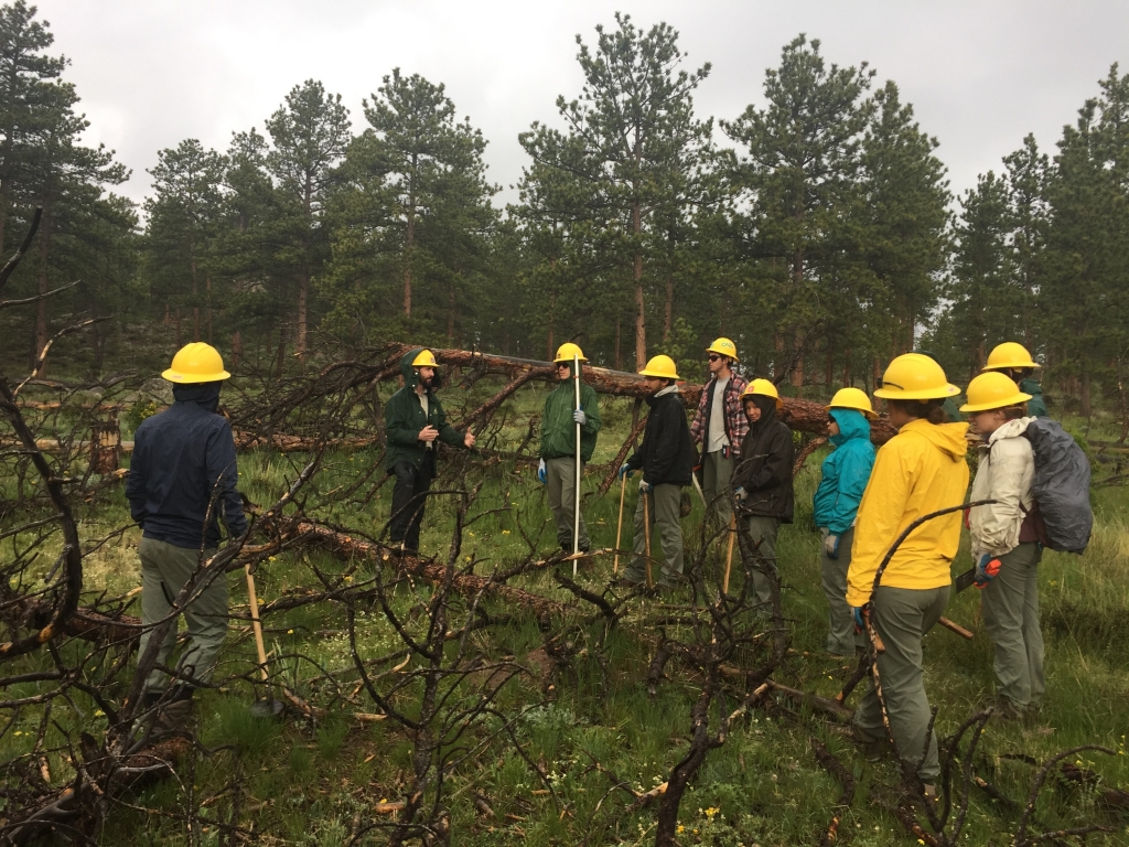 A group of people standing around a fallen tree.