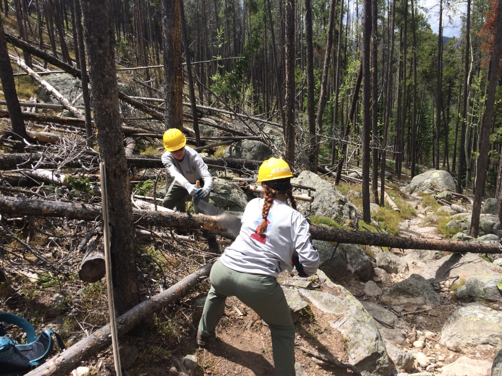 A group of people working on a trail in the woods.