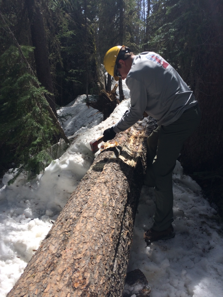 A man working on a fallen tree.