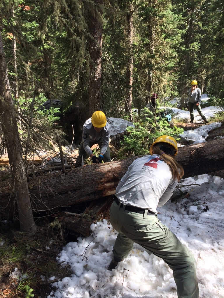 A group of people clearing a fallen tree in a wooded area.