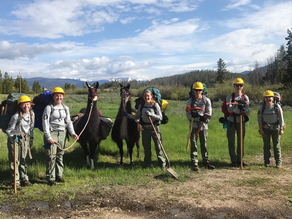 A group of people standing next to a group of llamas.