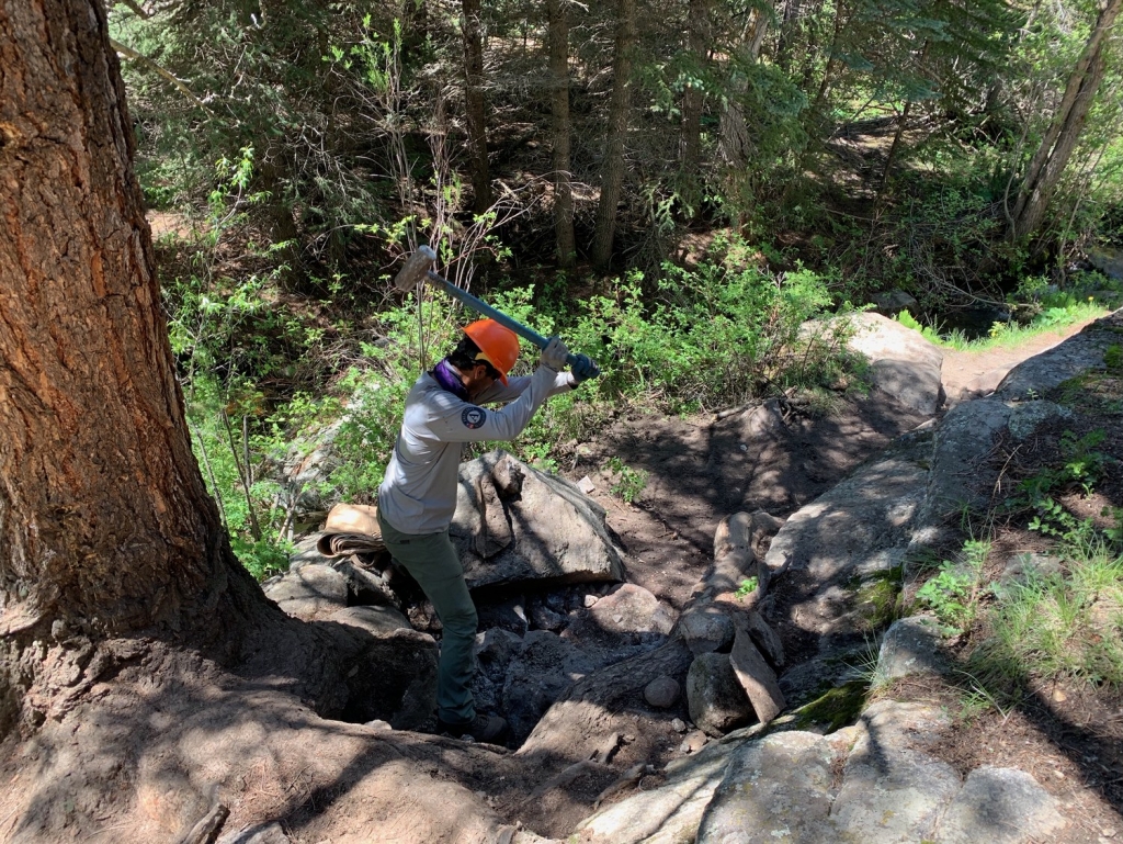 A man is climbing a tree in the woods.