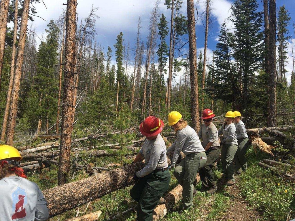 A group of people carrying logs in a forest.