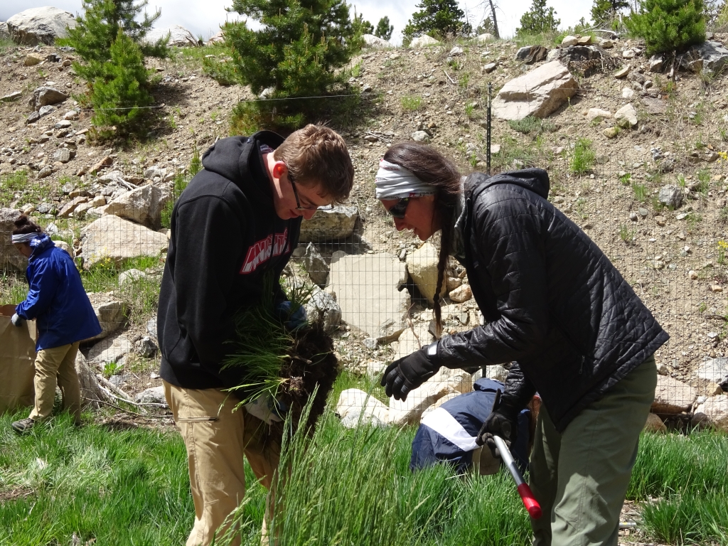 Two people are planting grass in a grassy area.