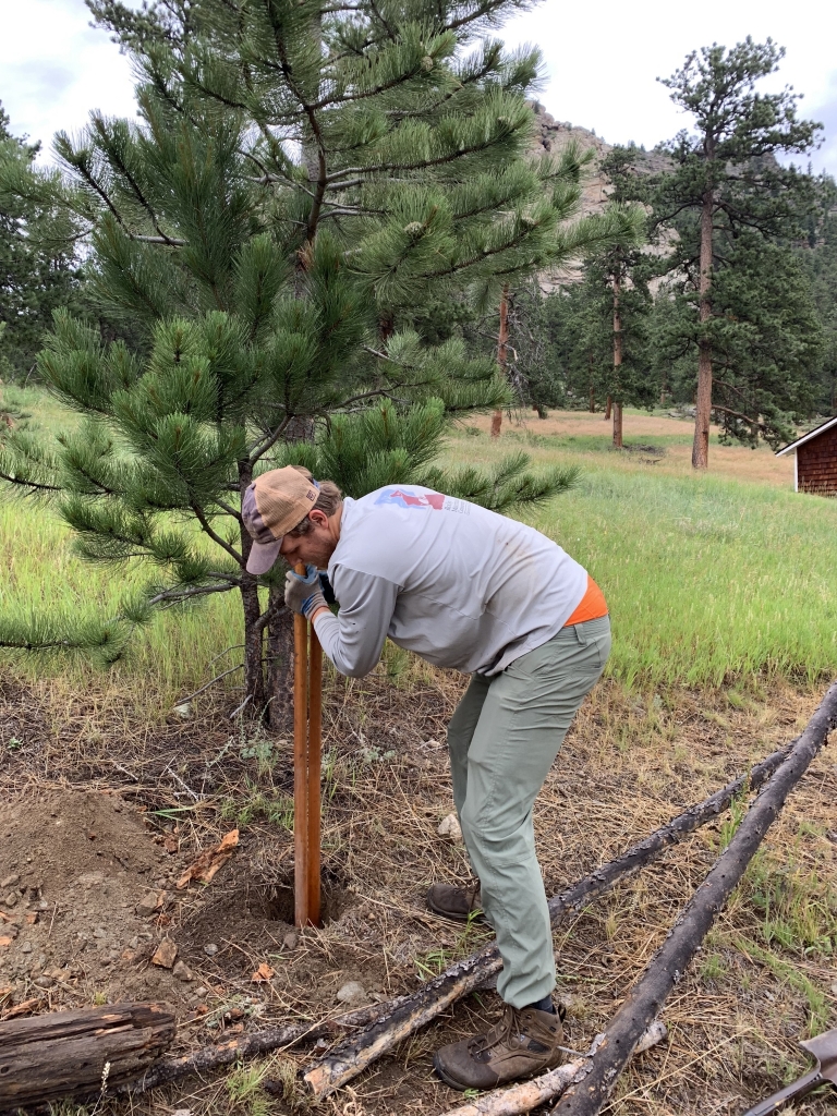 A man is planting a tree in a field.