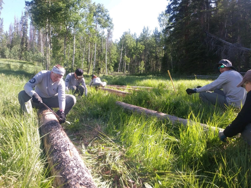 A group of people working on a log in a grassy area.