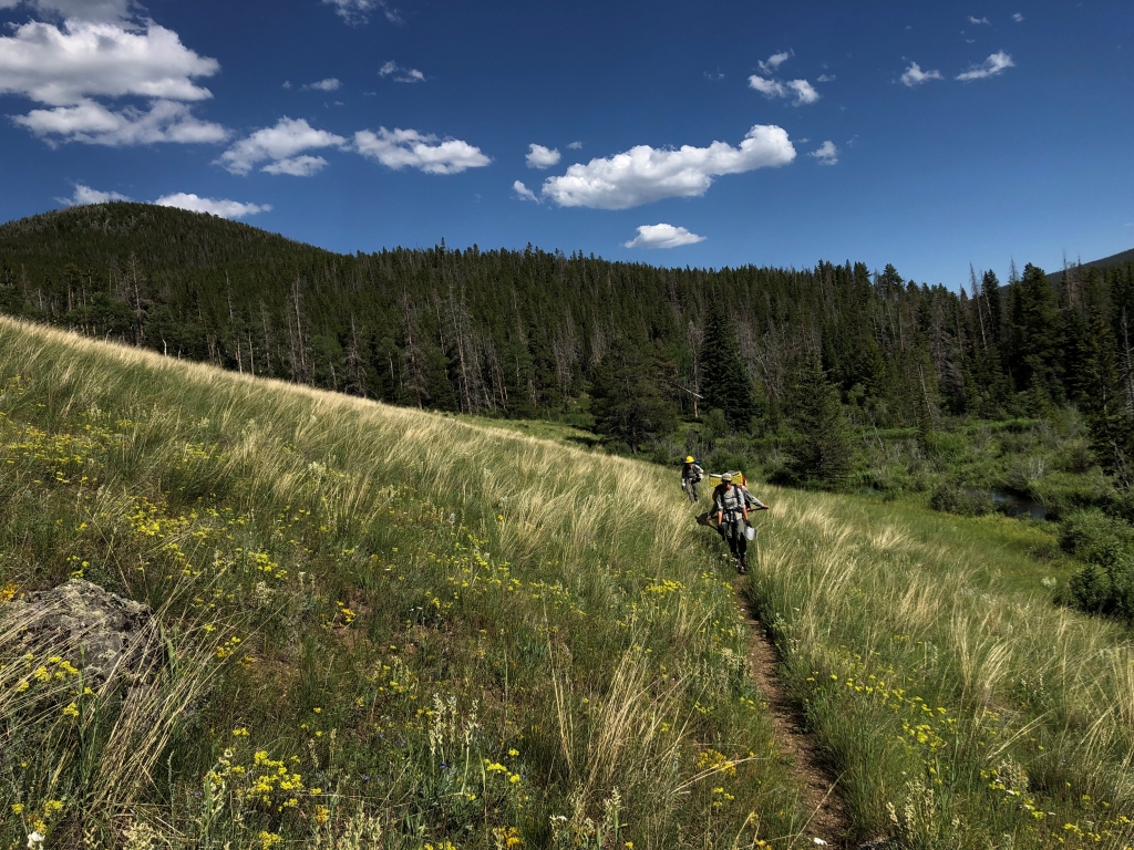 A group of hikers on a trail in a grassy area.