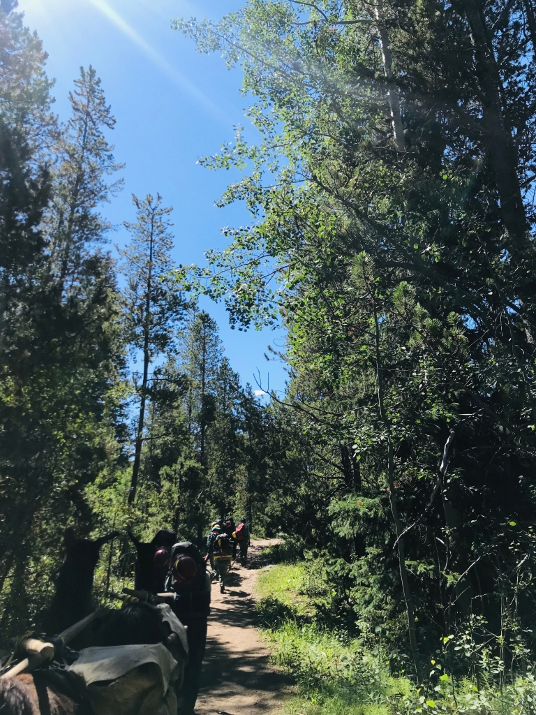 A group of people riding horses on a trail in the woods.