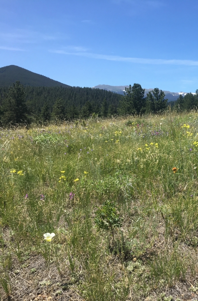 A meadow with wildflowers and mountains in the background.