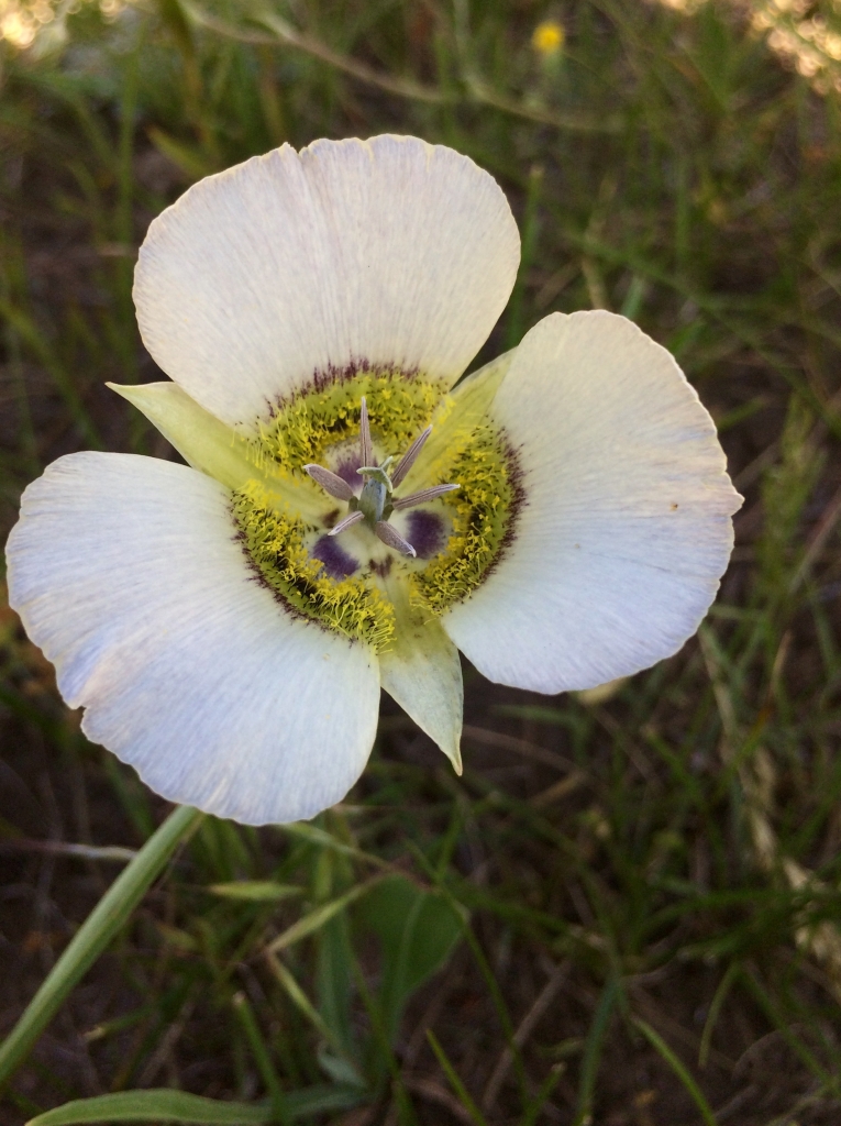 A white flower with a yellow center.