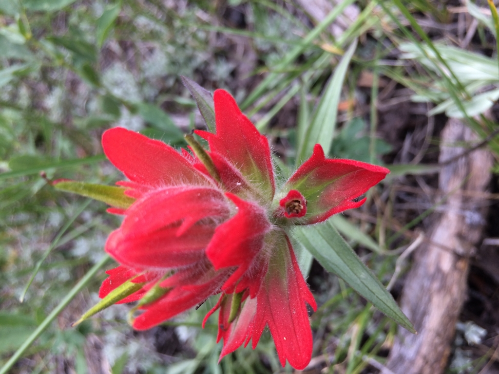 A red flower in the grass.