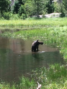 A moose wading in the water near a grassy area.