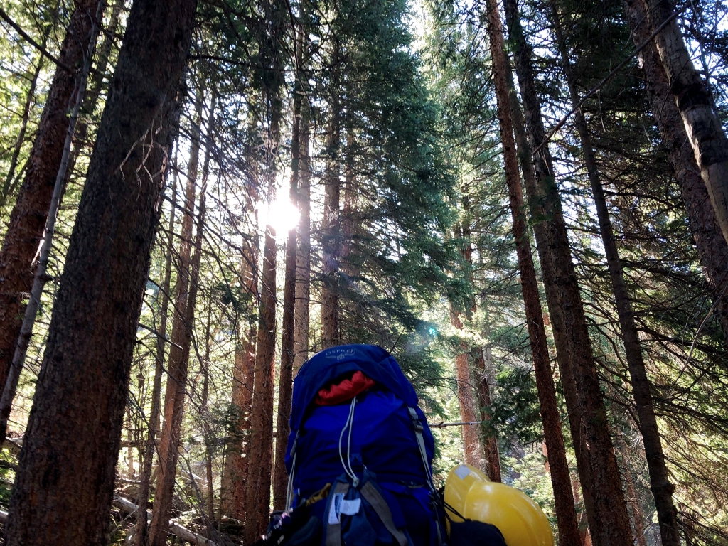 A hiker walking through a forest with a backpack.