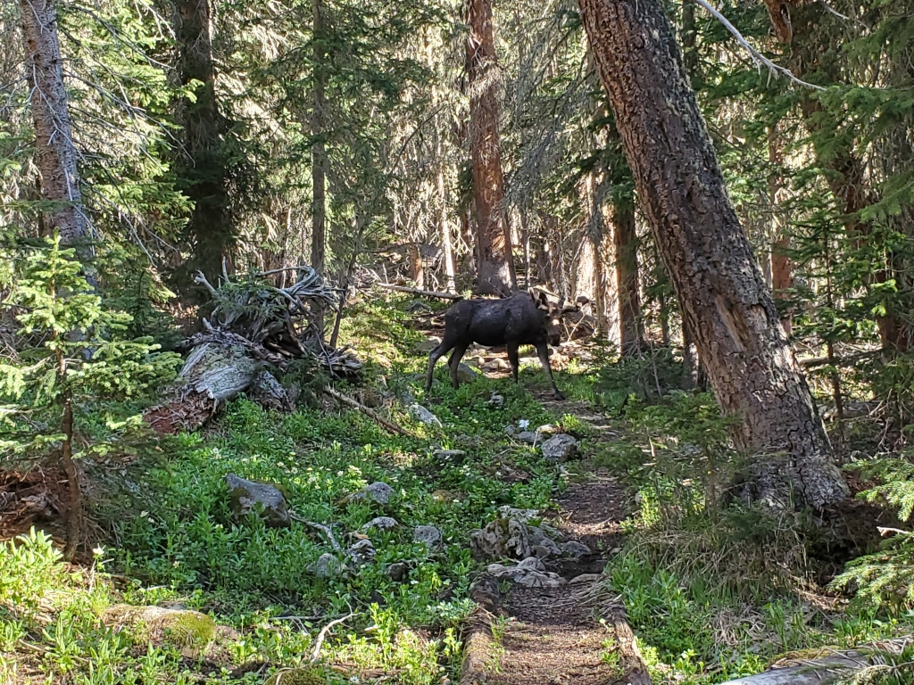A moose standing on a forest trail surrounded by dense trees
